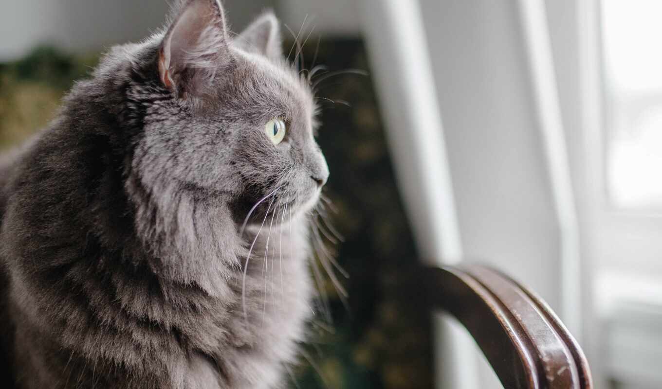 white, кот, кресло, animal, grey, sit, persian