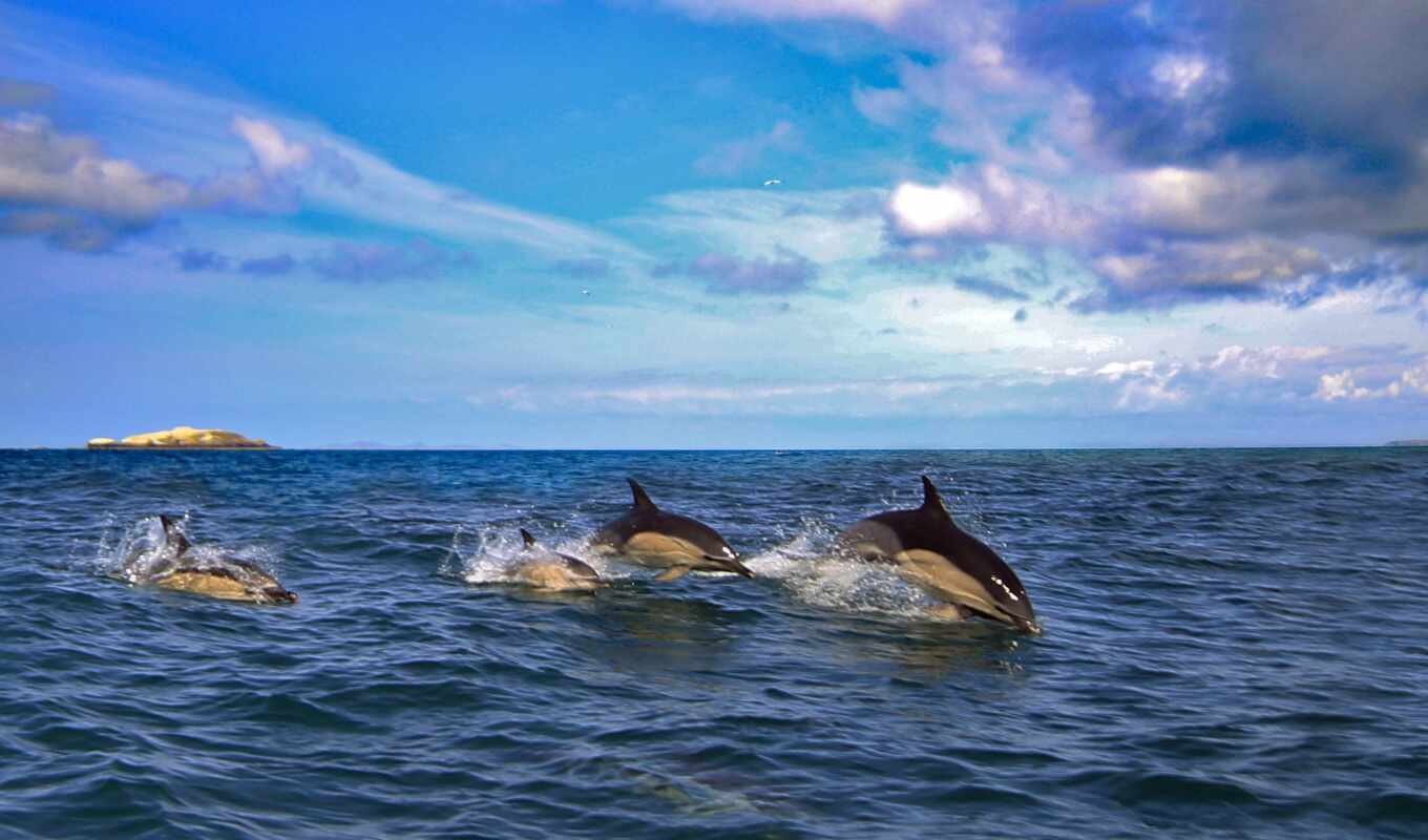 sea, dolphin, delphine