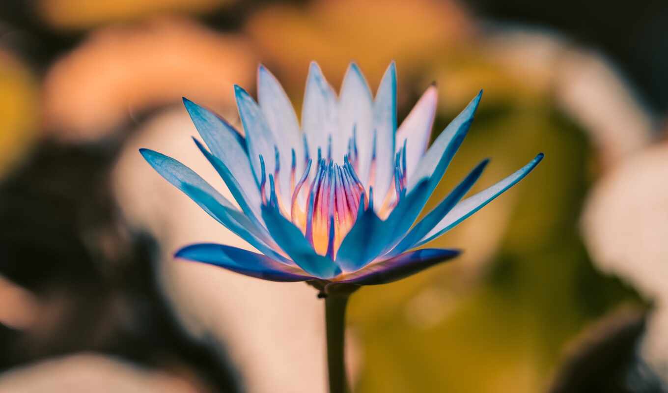 flowers, lotus, sacred
