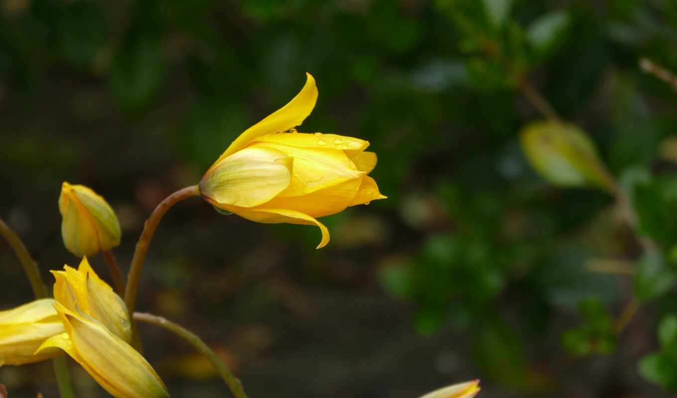 тюльпан, wikipediahomepage