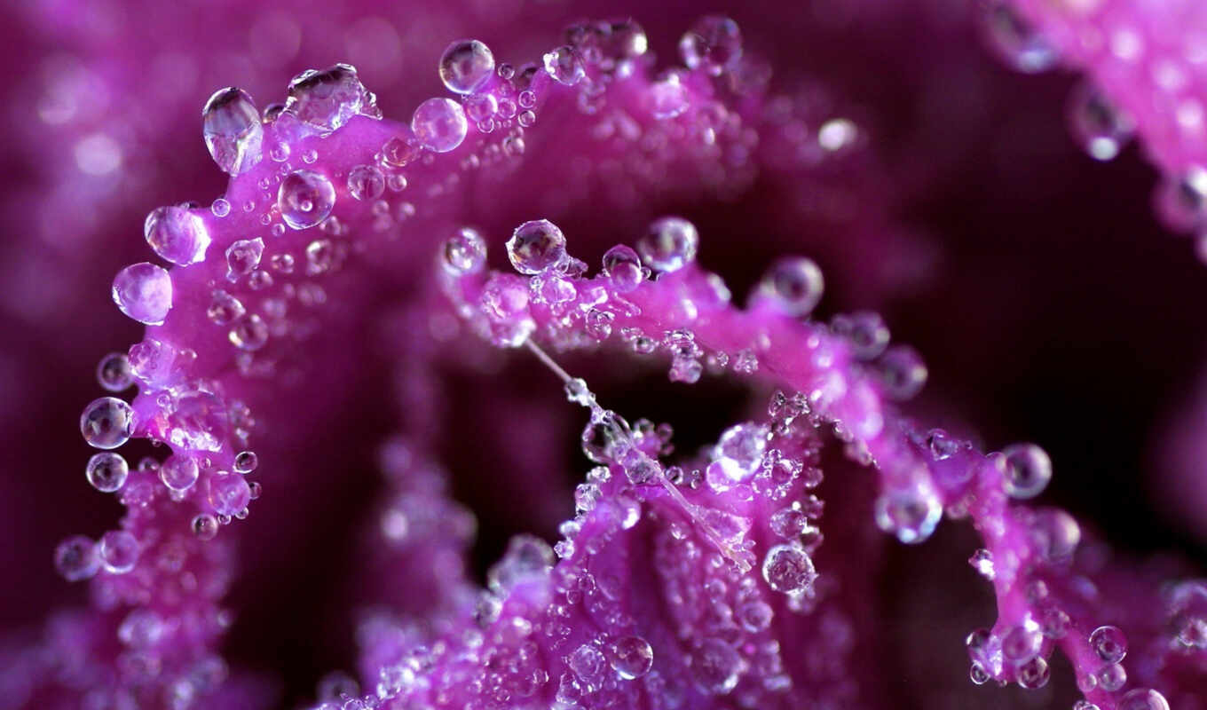 drops, macro, water, flowers, pink, violet, flower