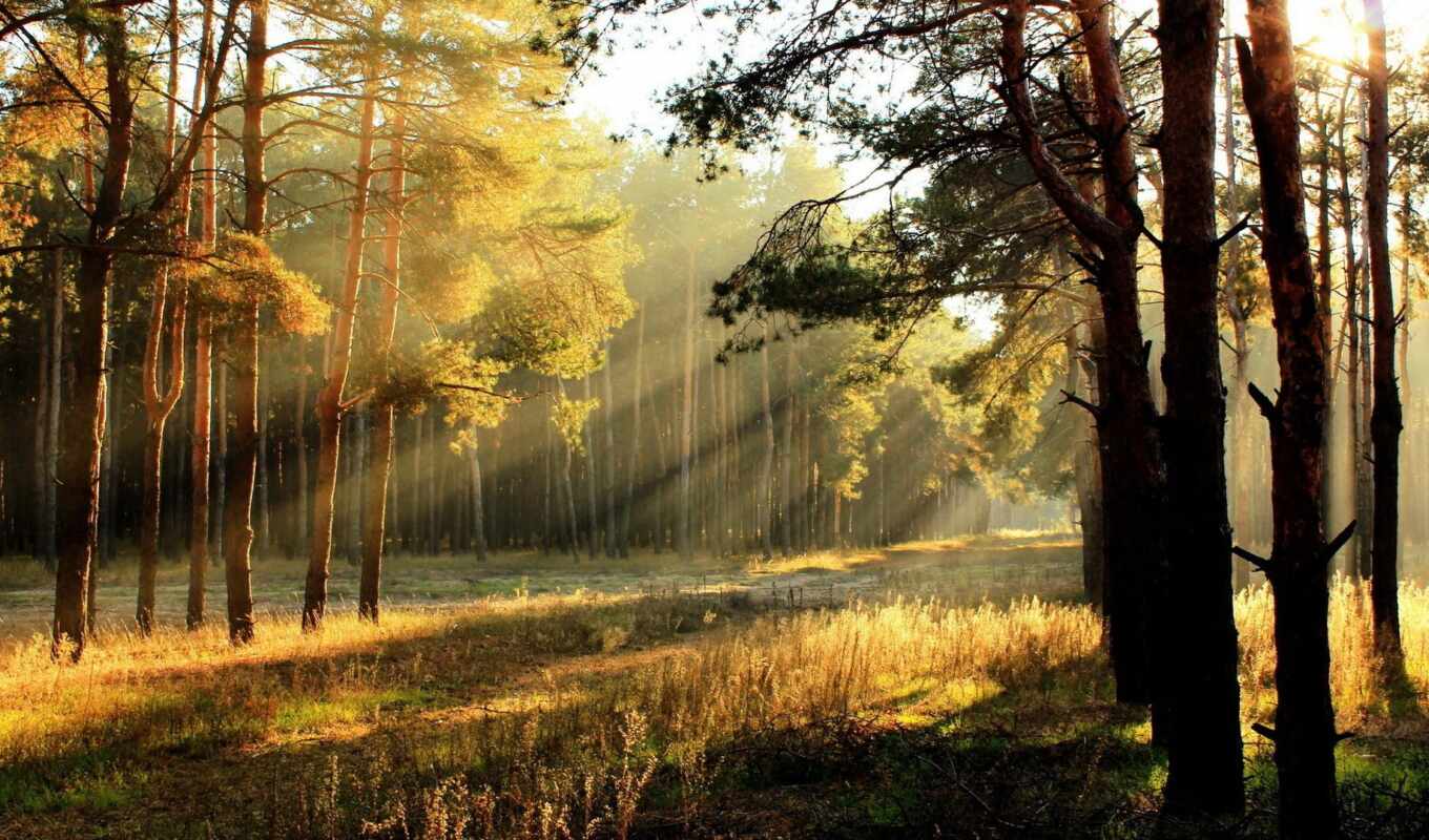 sun, light, forest, morning, trees, suns, rays, sunny, rising