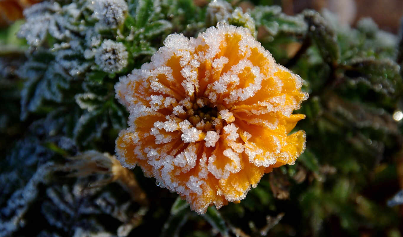 flowers, frost, autumn, cold