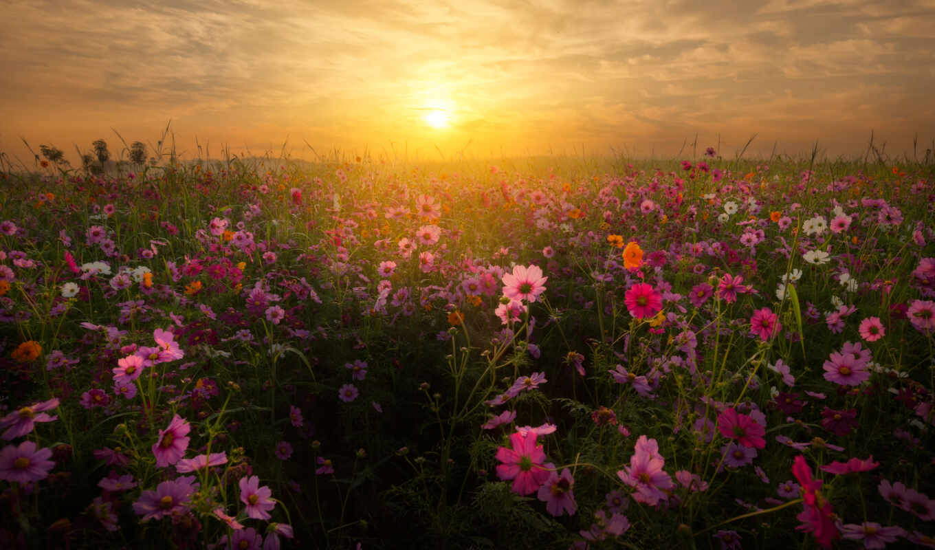 summer, со, sun, закат, поле, flowers, cvety, lavender