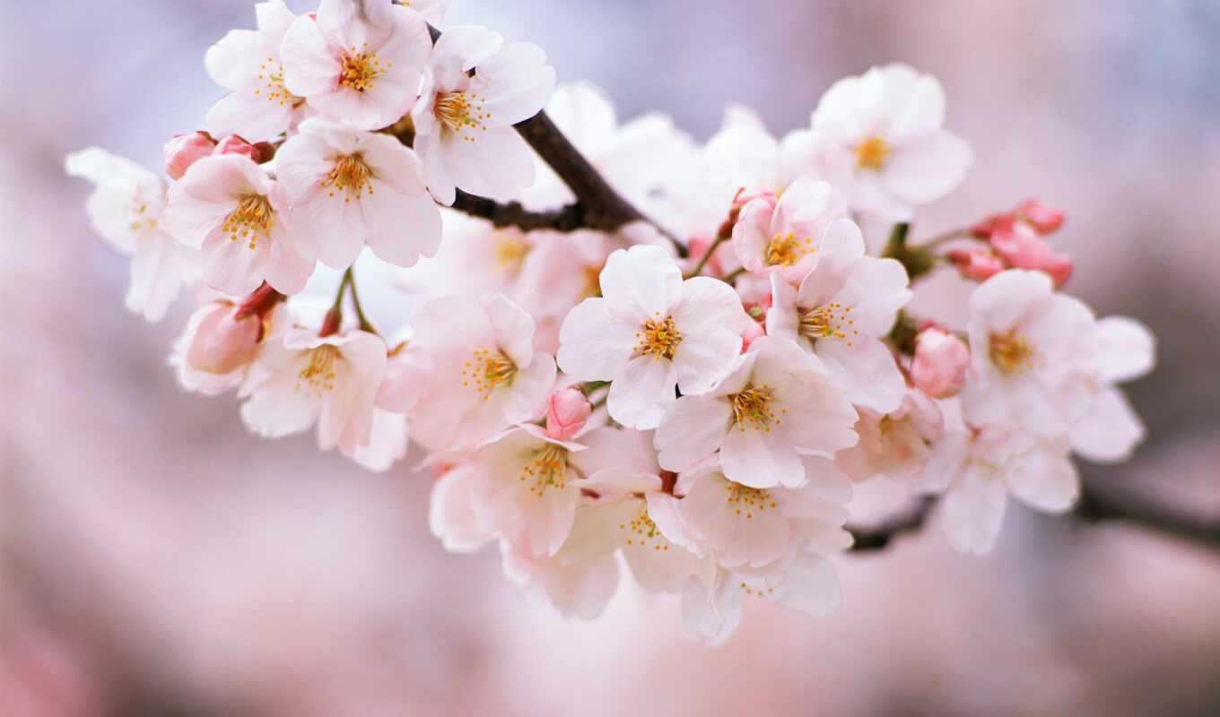 Сакура, когда, cherry, branch, цветение, цветет, вишни, цветущая