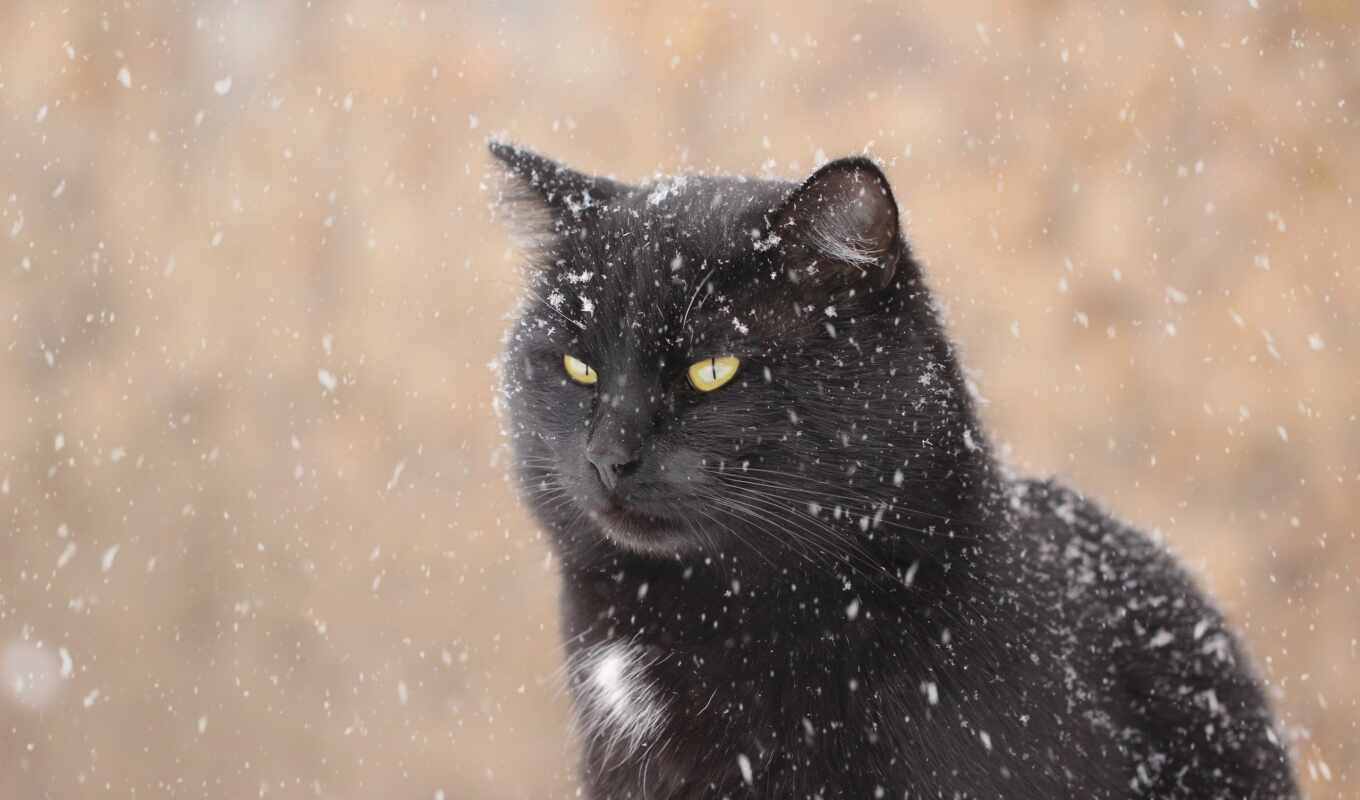 black, взгляд, red, снег, winter, кот, смотреть