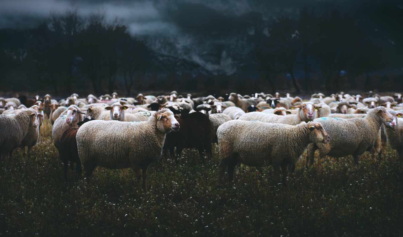 шерсть, news, овцы, prado, пастбище, прайри, овец, merino, евангельский, прогноз погоды