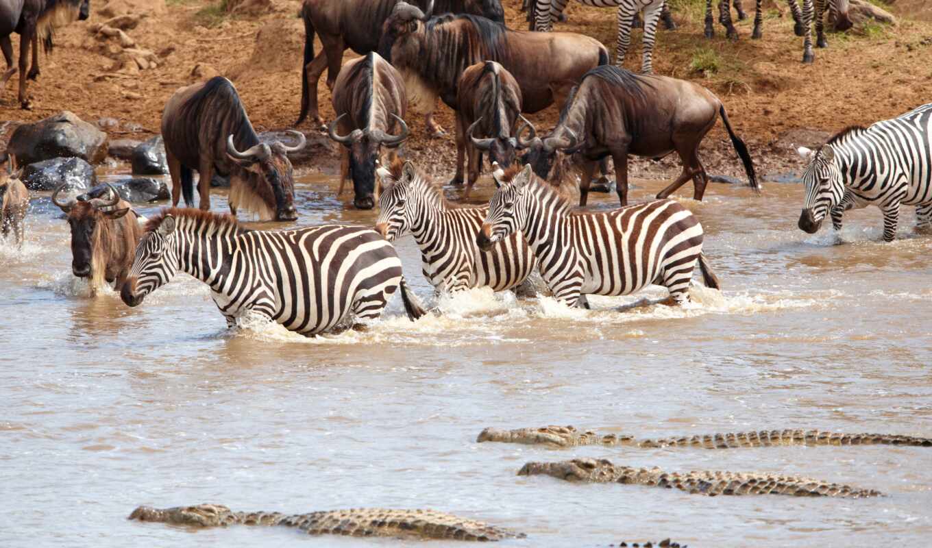 water, crocodile, animal, zebra