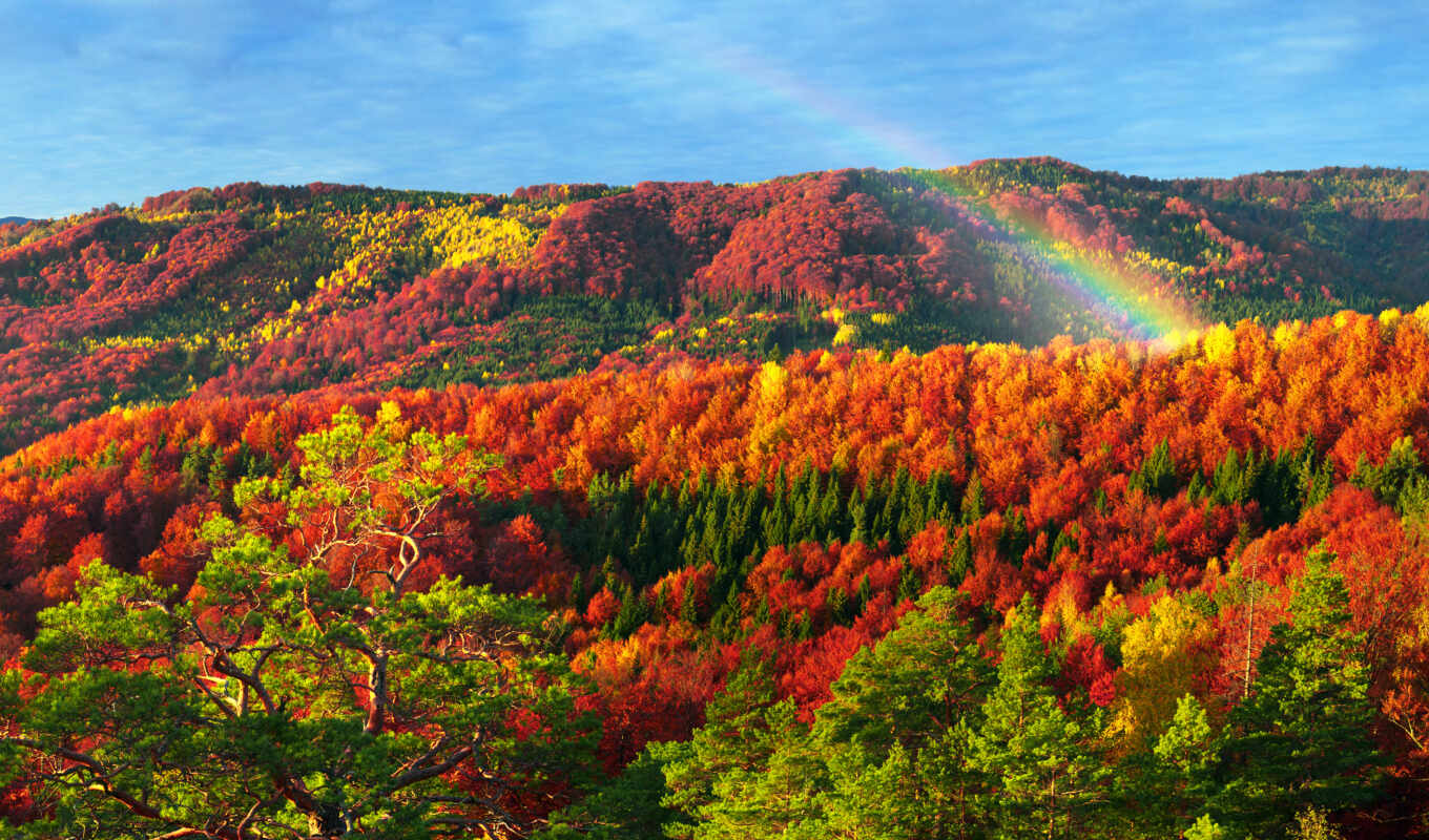 природа, лес, гора, осень, красивый, карпаты