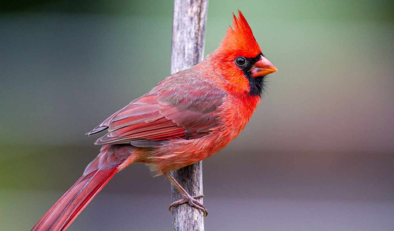 red, bird, animal, Cardinal