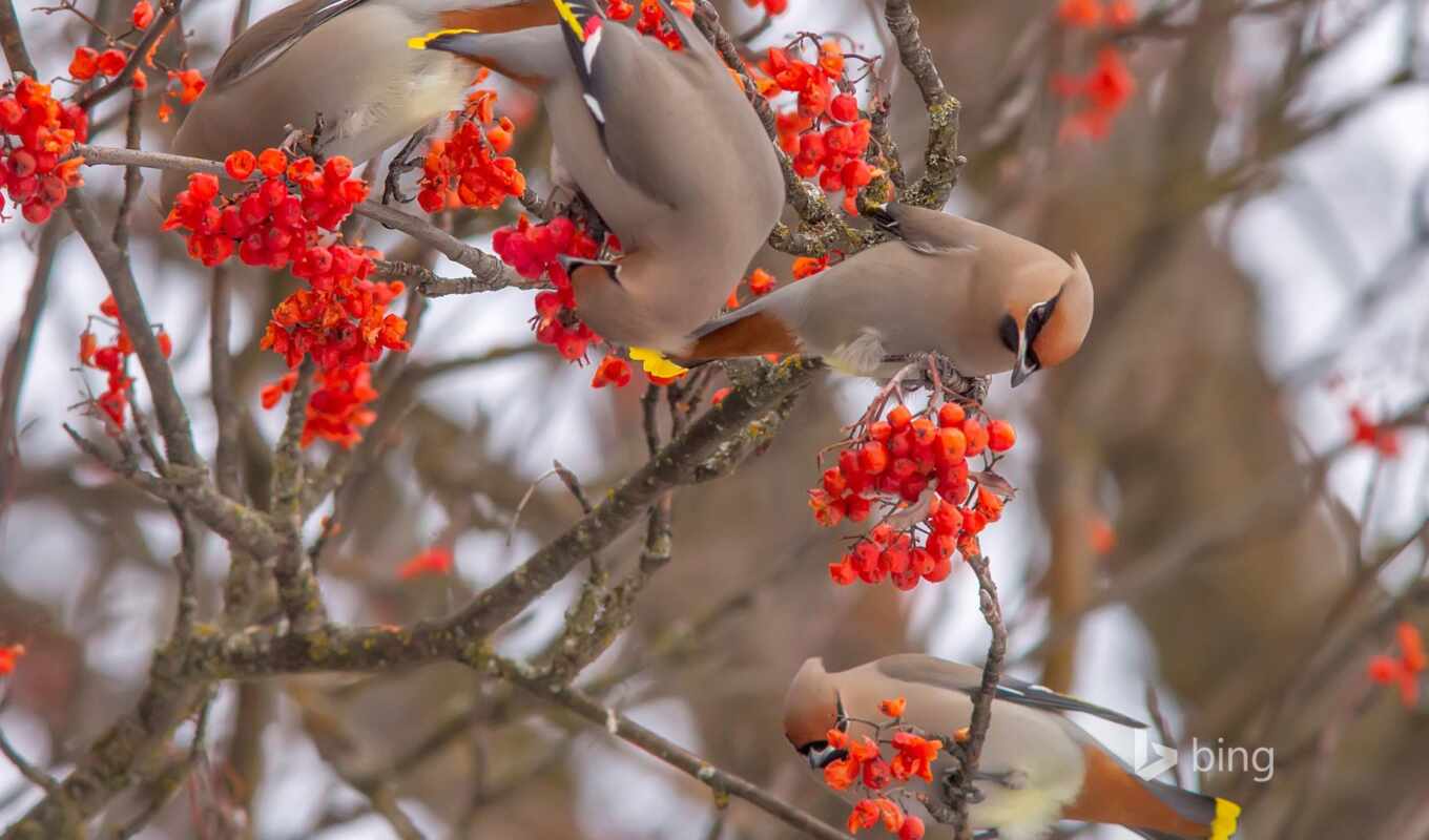 nature, flowers, red, winter, bird, branch, animal, plant, berry, wirier, ashberry