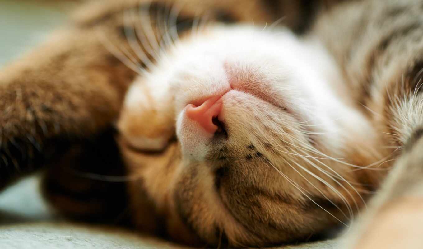 cat, sleep, animal, closeup, sleep