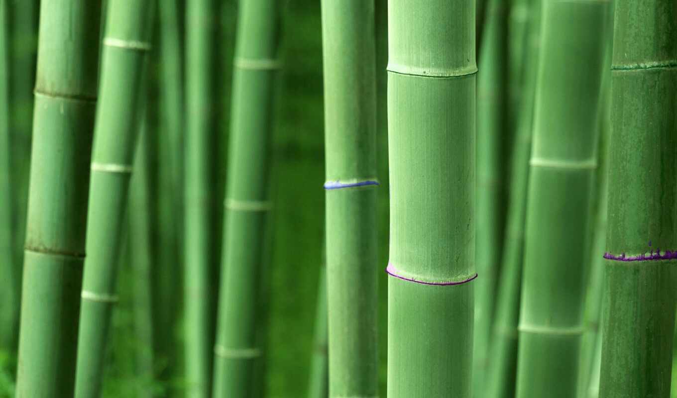 изображение, share, бамбук, seed, explore, wallpapersafari