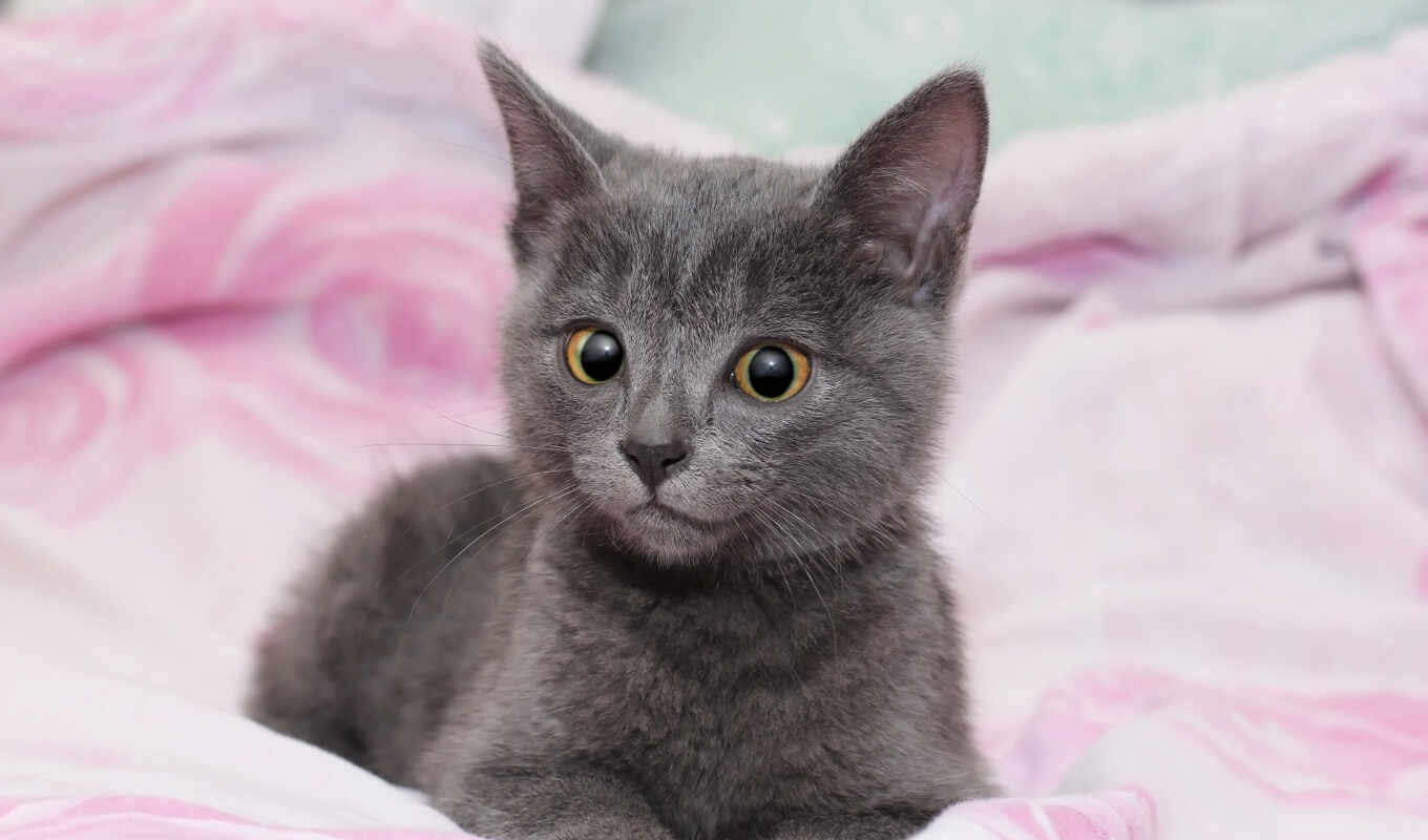 серый, кот, cute, little, fond, котенок, тюлень, animal, kitty, чат, animau