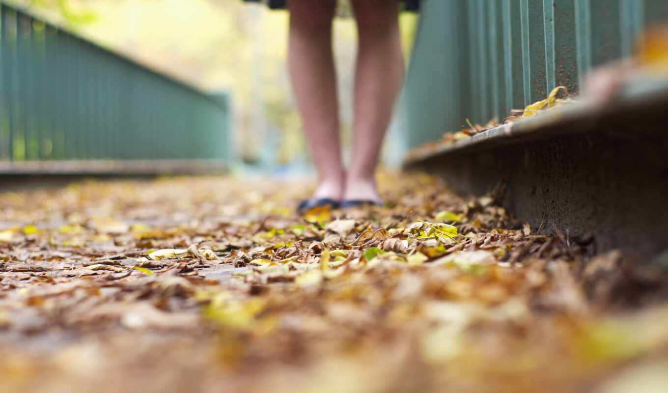 осень, leaf, leg, устройство, лист, yellow, foot, narrow