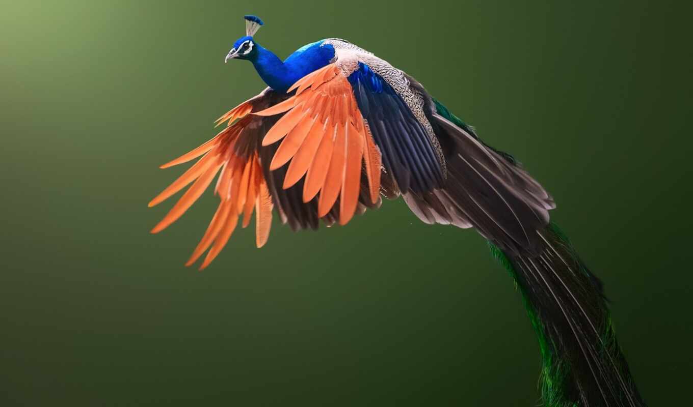 птица, peacock