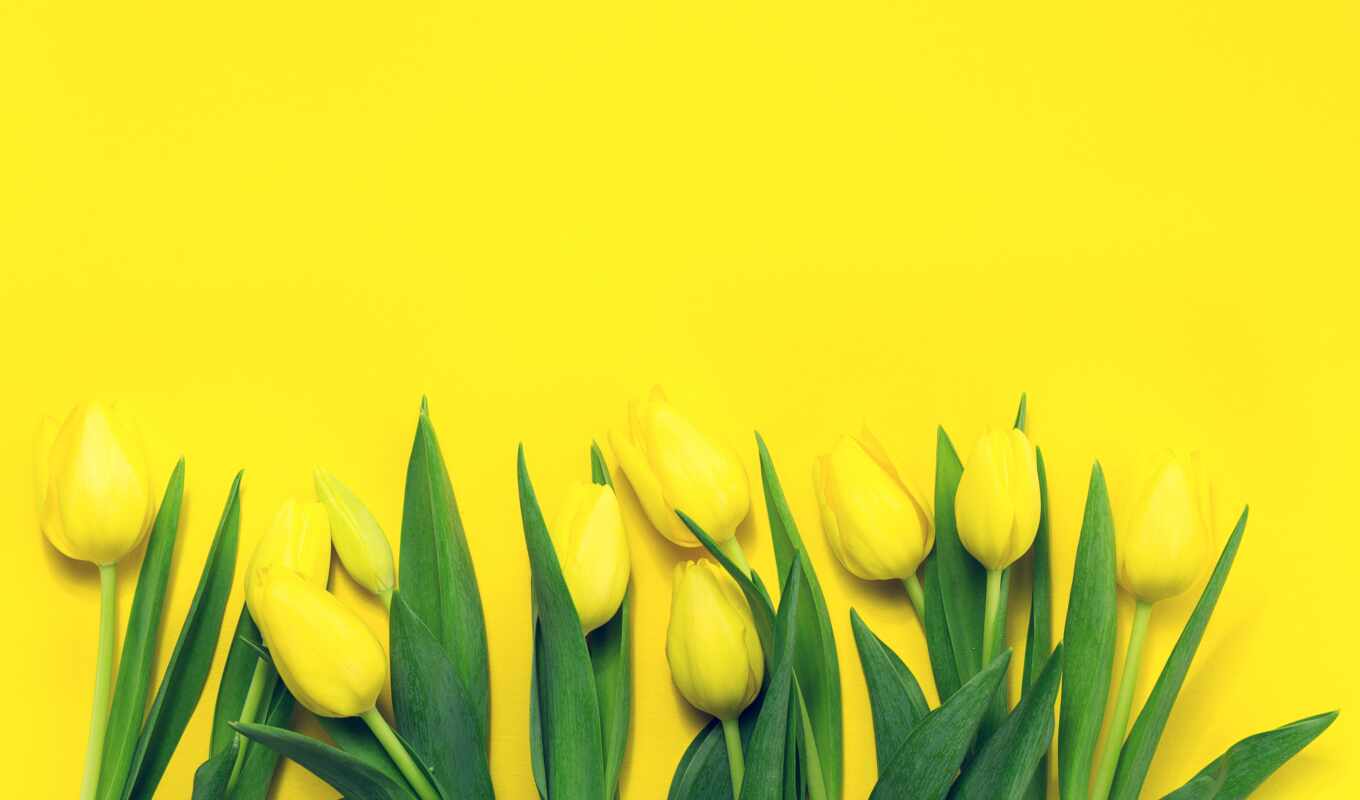 yellow, тюльпан