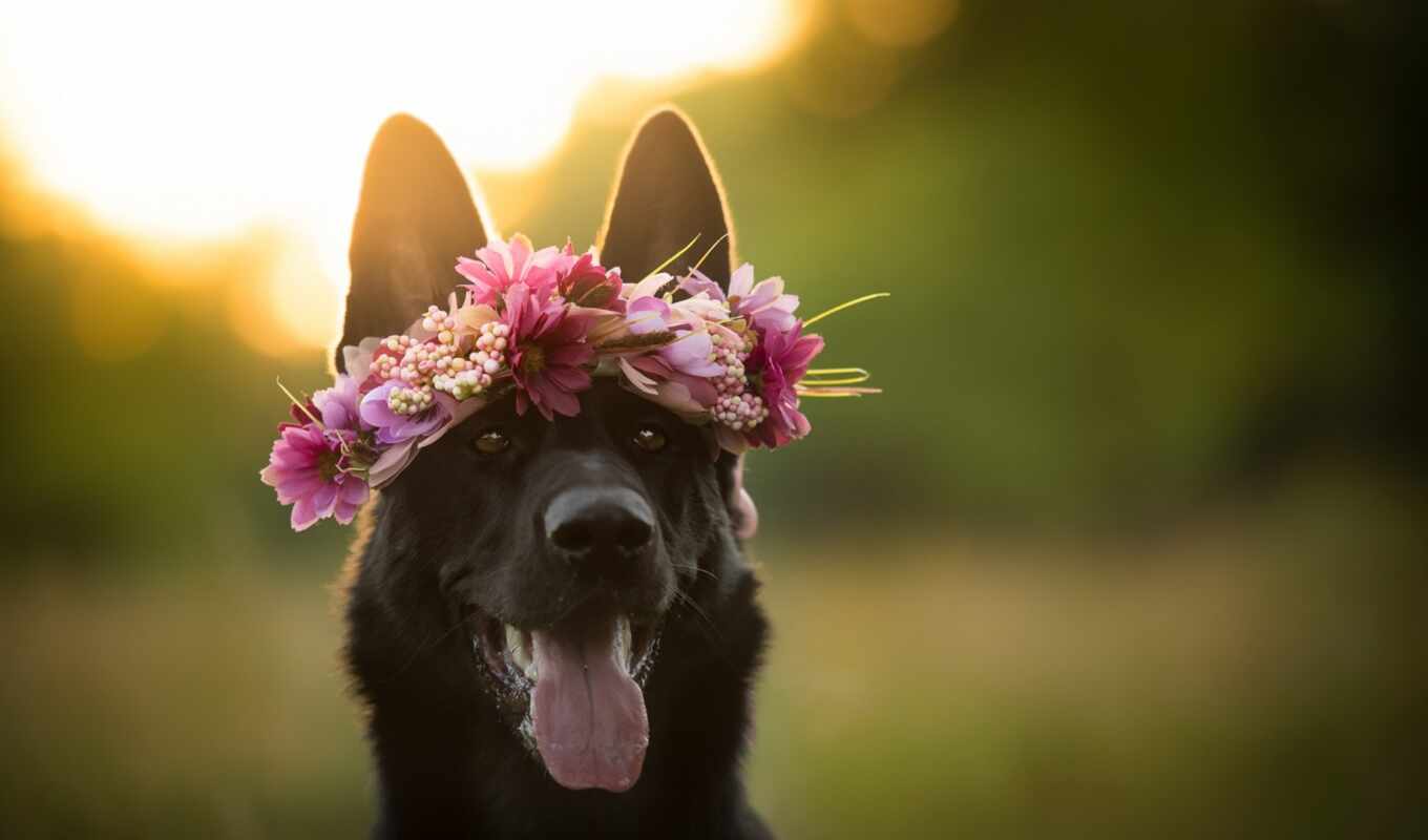 flowers, dog, awesome, language, friend, a wreath