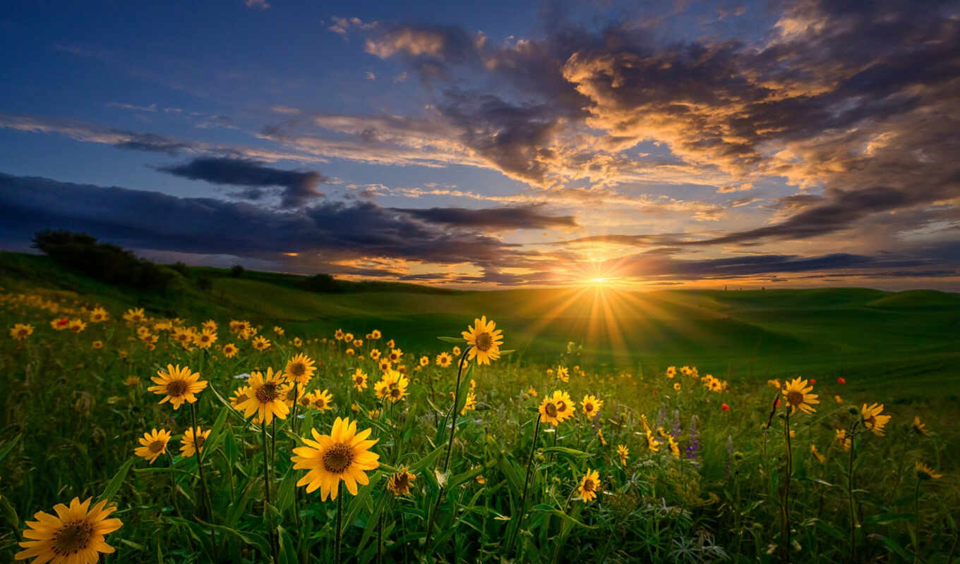 nature, flowers, field, sunrise