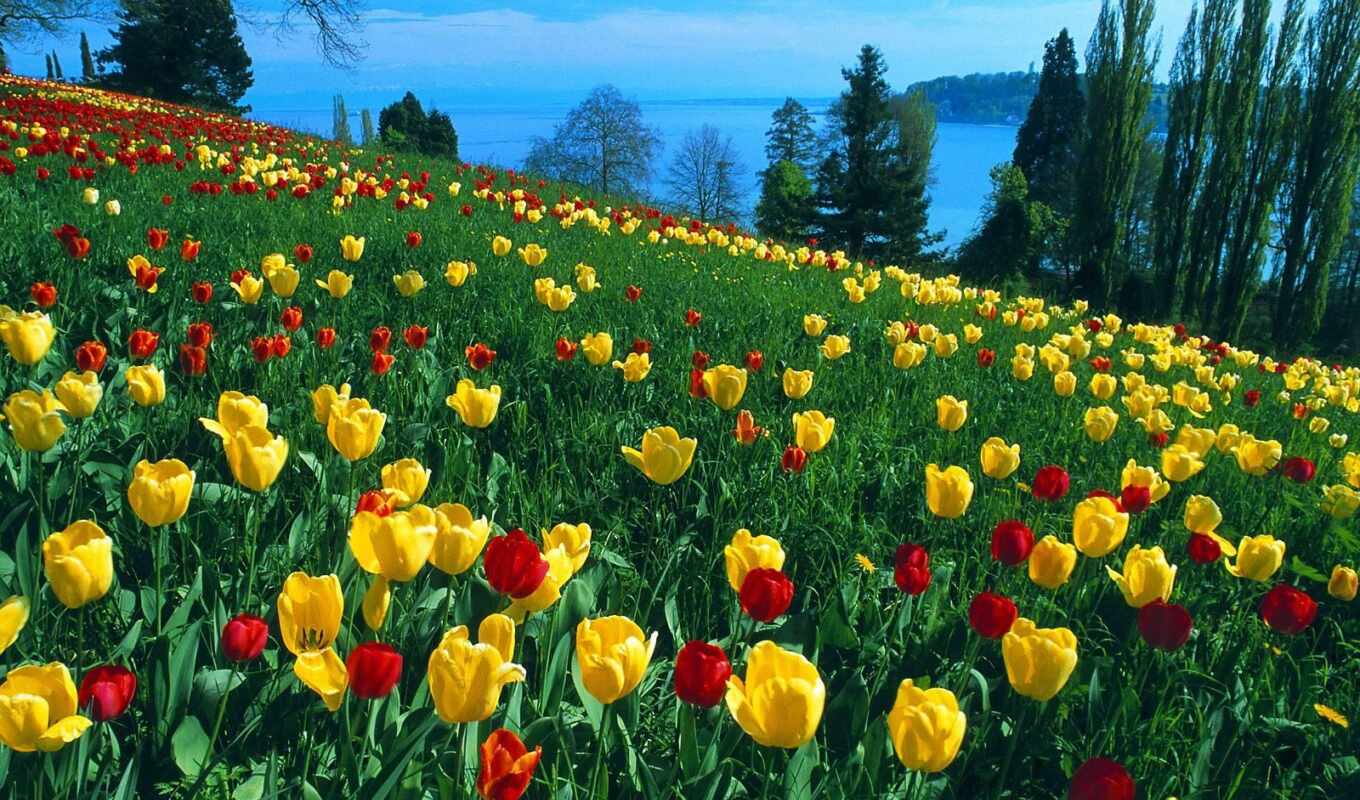 природа, цветы, поле, германия, тюльпан