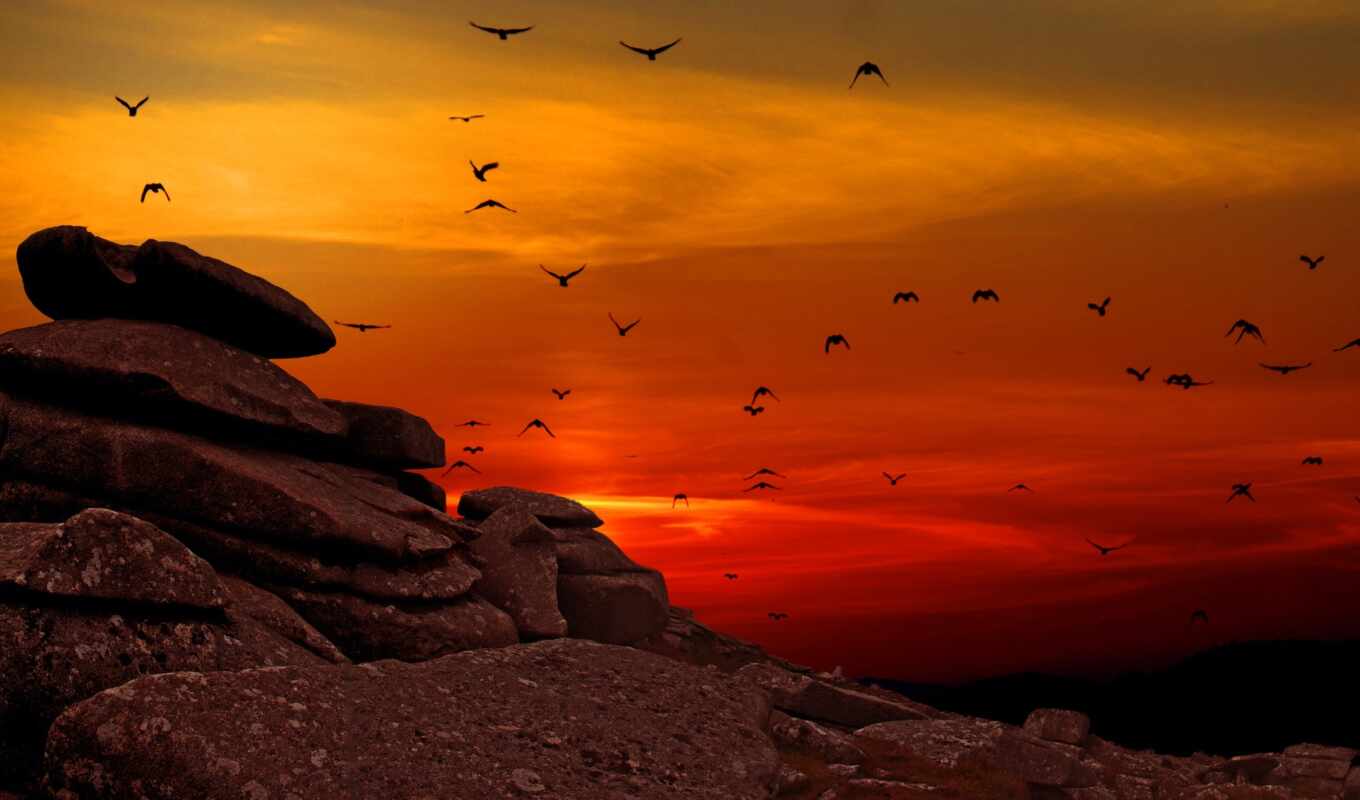 nature, sunset, rock, landscape, bird, fly