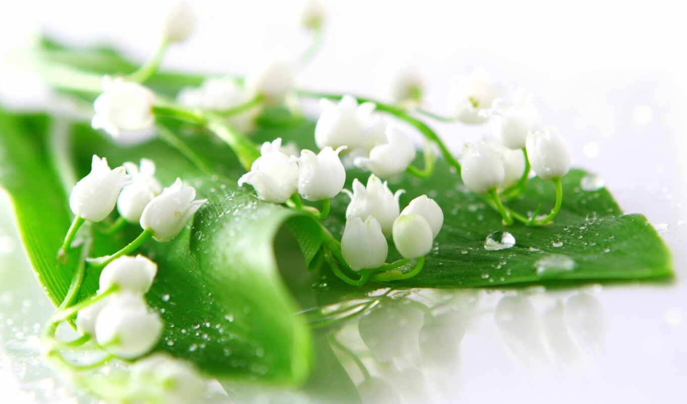 flowers, picture, save, picture, day, lilies of the valley, dew, choose, lily, with the button, right, mice, downloads, valley, lily of the valley, cџsseflj