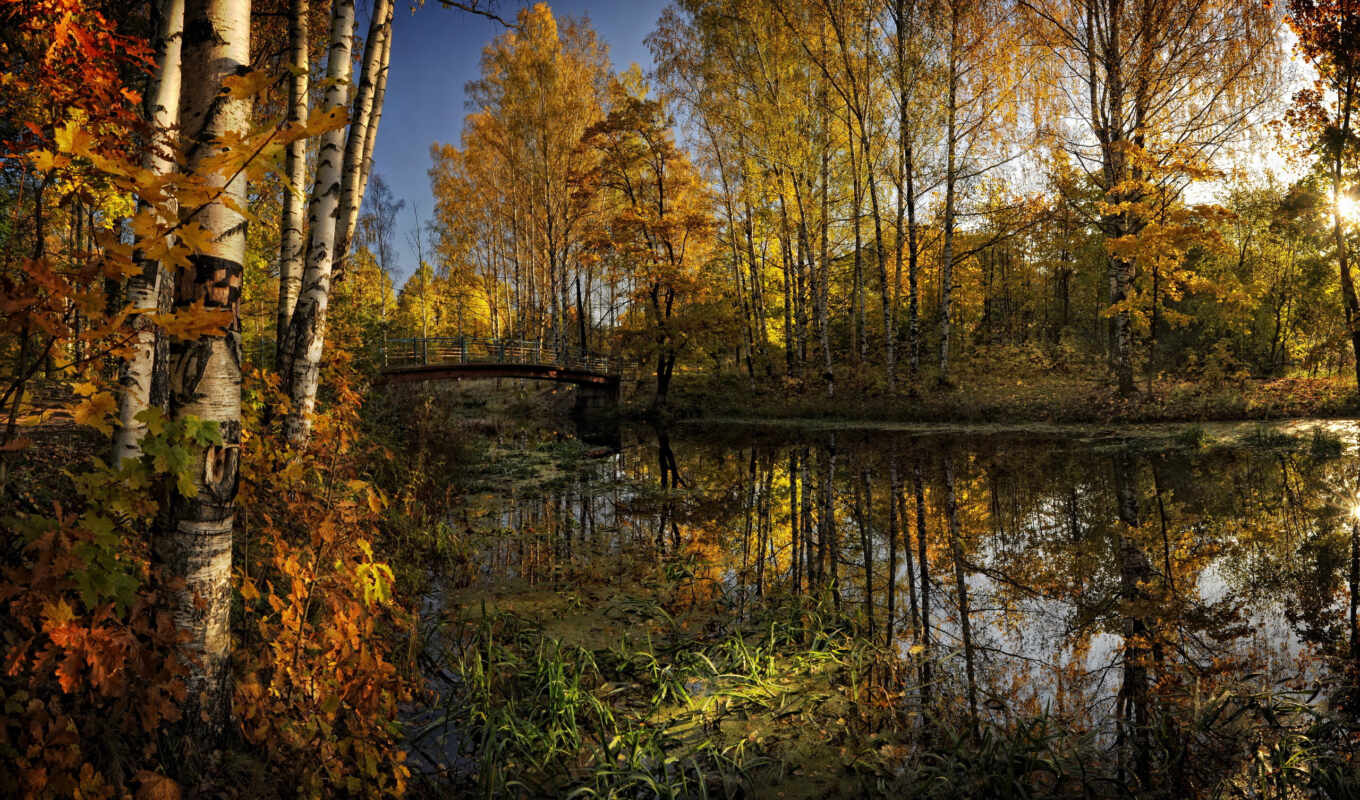 природа, water, лес, мост, осень, листва, пруд, река, trees