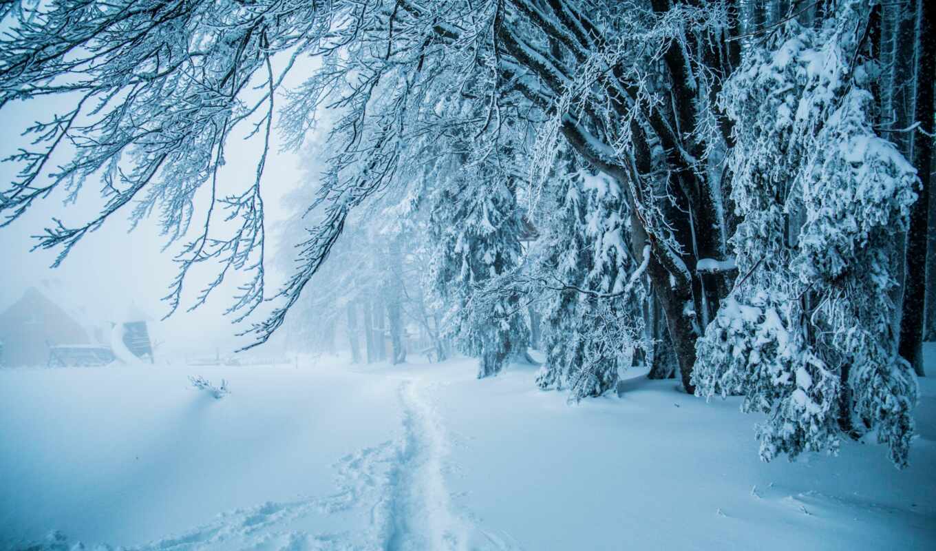 снег, winter, лес, тропинка, природа, trees, snowy, 