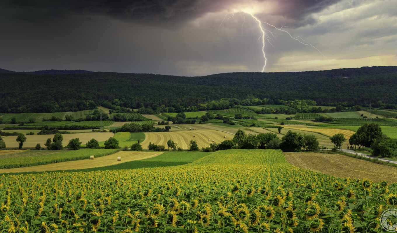 nature, field, sunflower, lightning, scenery, weed, thunderstorm