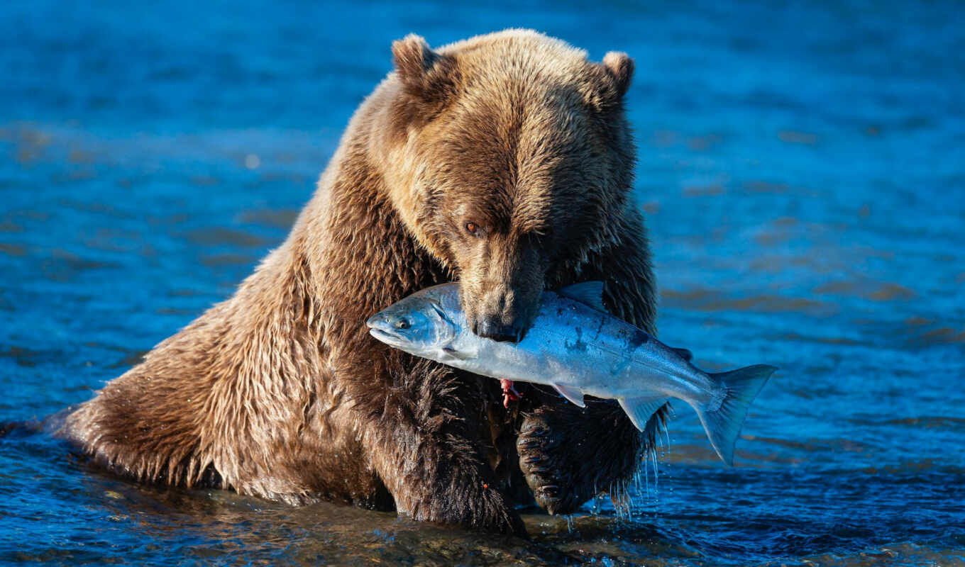 view, white, brown, predator, bear, animal, fish, river, catch, salmon