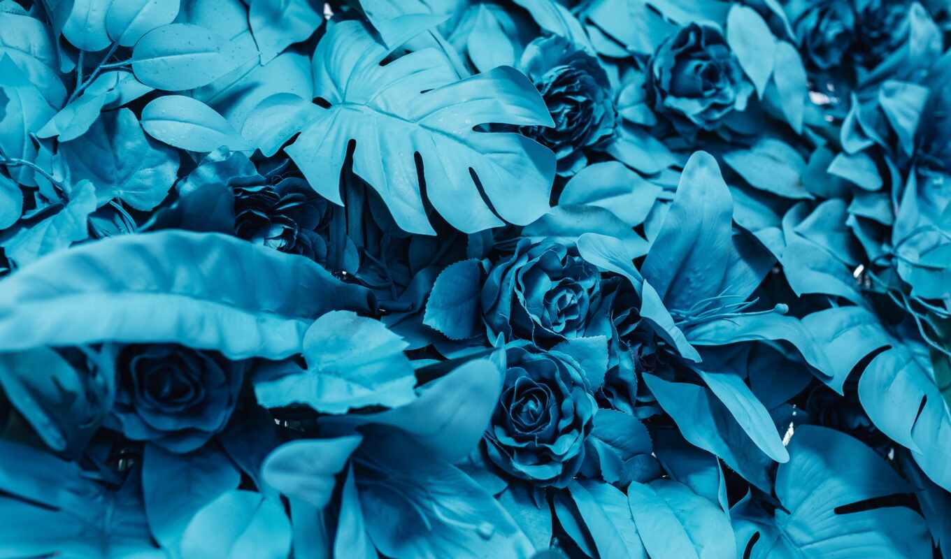 цветы, роза, blue, краска, тема, garden, бирюзовый, leaf