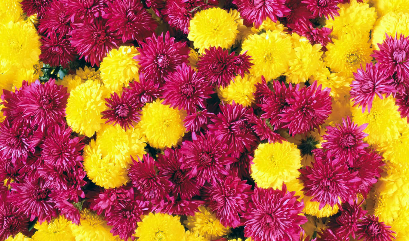 цветы, chrysanthemum