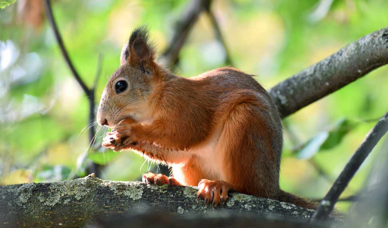 eye, red, squirrels, branch