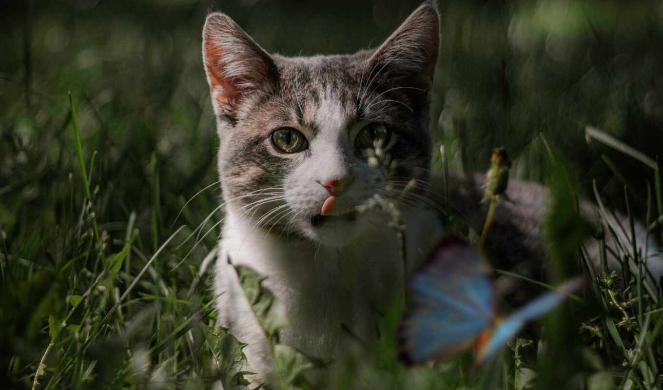 butterfly, cat, animal, pet, outdoor