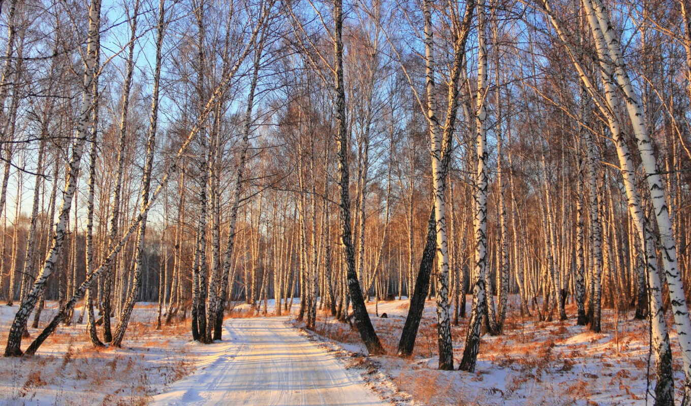 nature, trees, picture, snow, forest, road, winter, birches