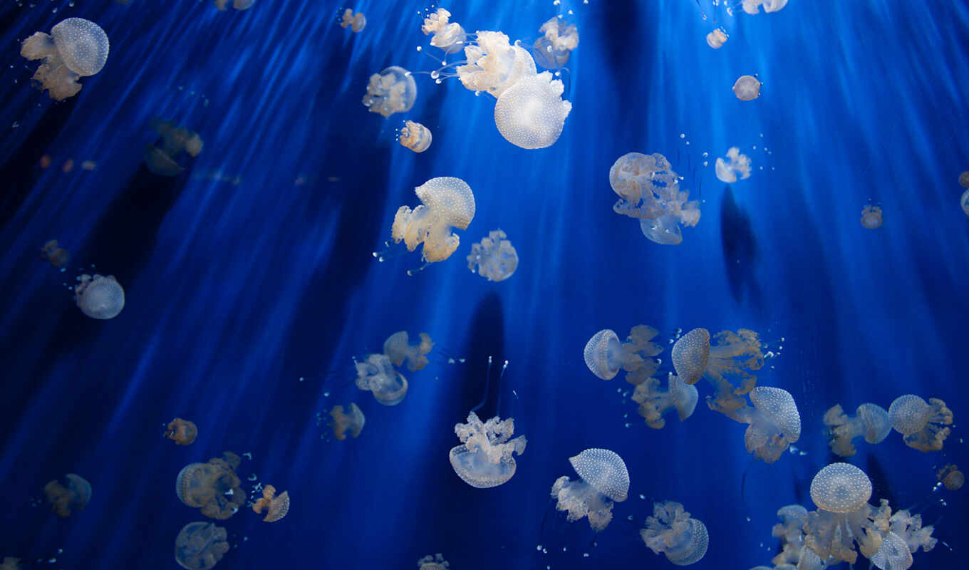 море, медузы