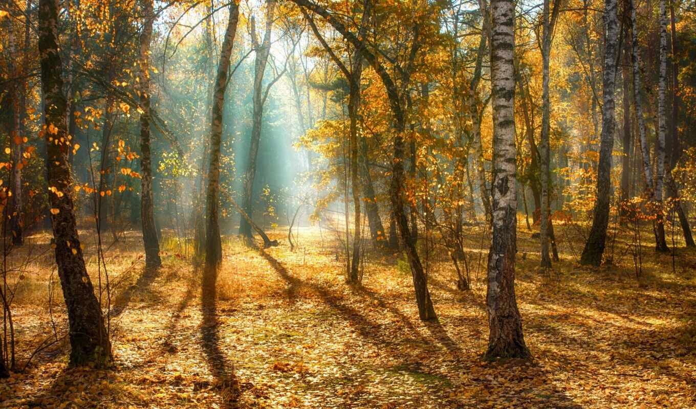лес, высоком, осень, добавляем, картинкам