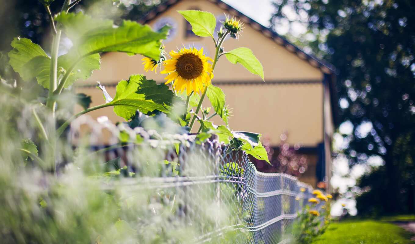 summer, house, picture, sunflower, atv, fence, gb, mtk, sensor, phablet, mpie