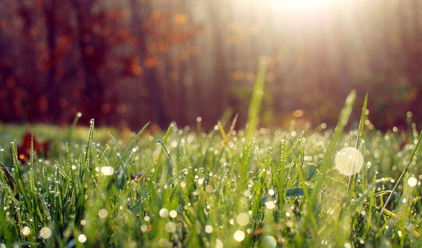 nature, sun, light, macro, grass, dew, morning, rays