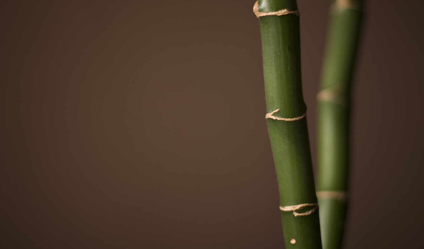 art, more, free, background, bamboo, miscellaneous, fund