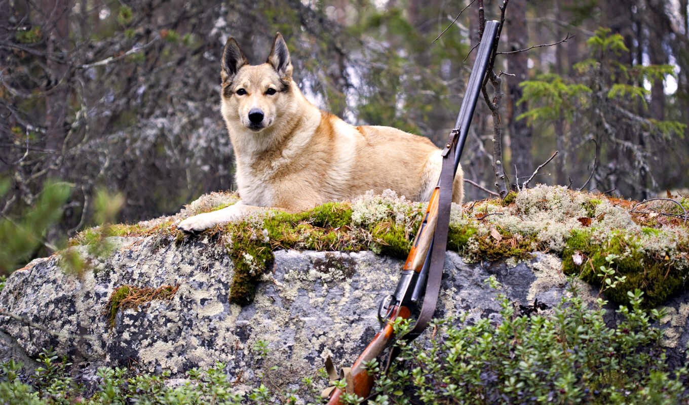 forest, rifle, dog, hunting