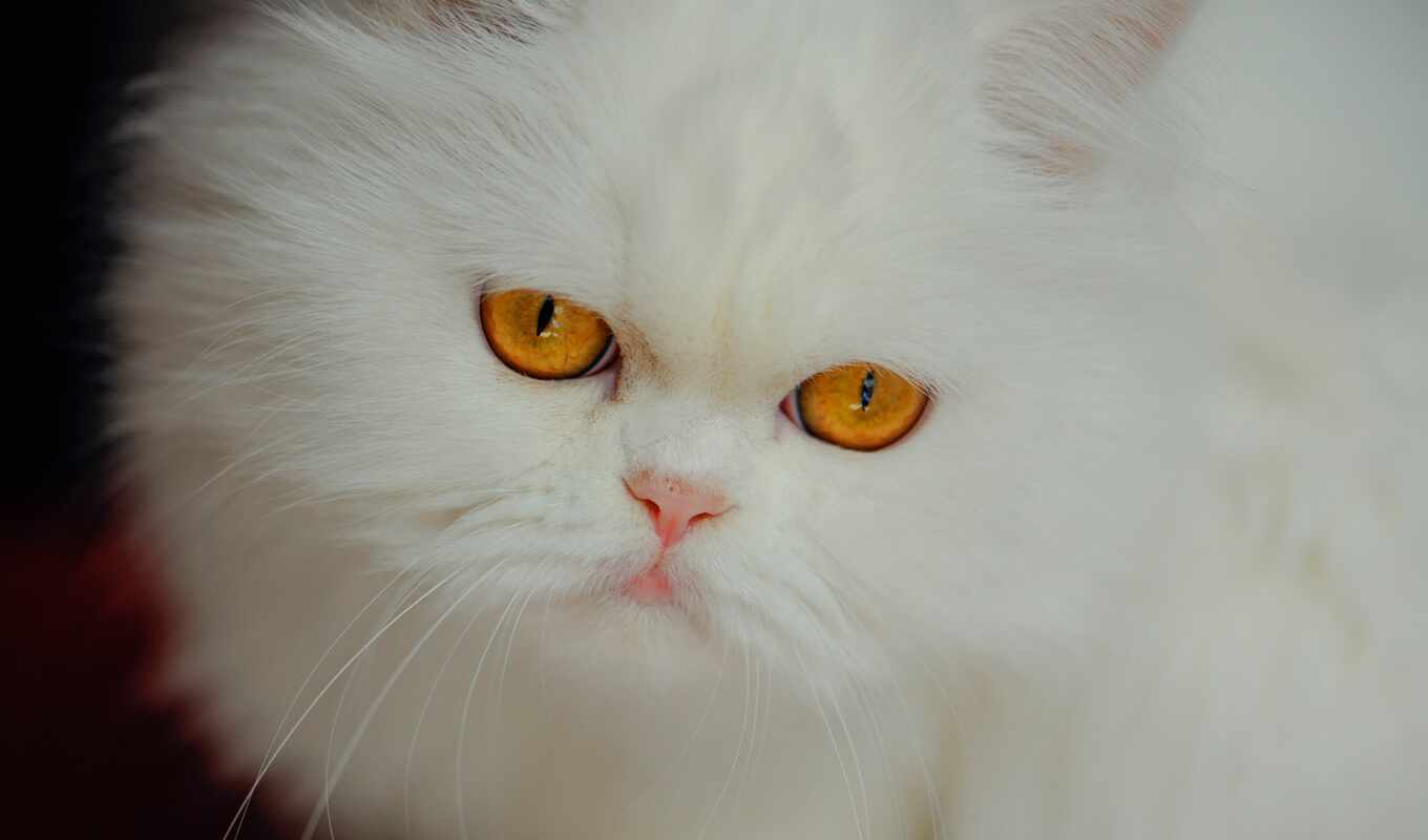 взгляд, white, кот, смотреть, морда, persian, пушистый