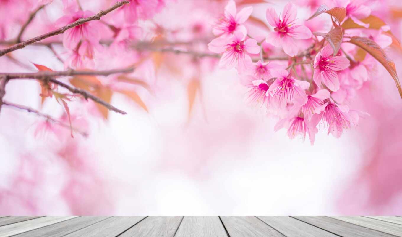 цветы, фон, design, russian, сегодня, розовый, весна, romantic, formatı, girly