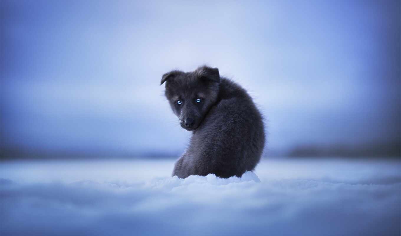 winter, собака, порода, animal, холод
