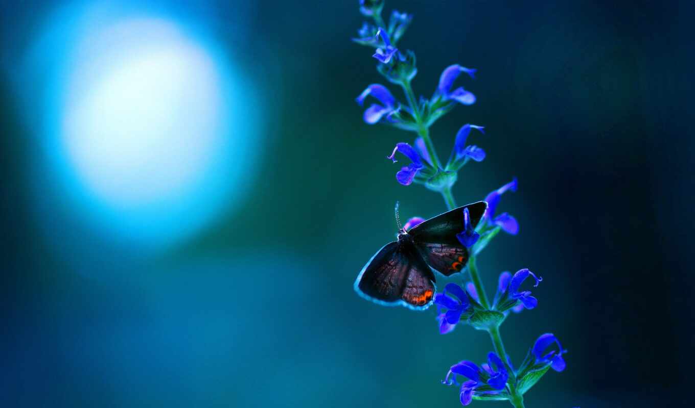 цветы, blue, бабочка, abrakadabra