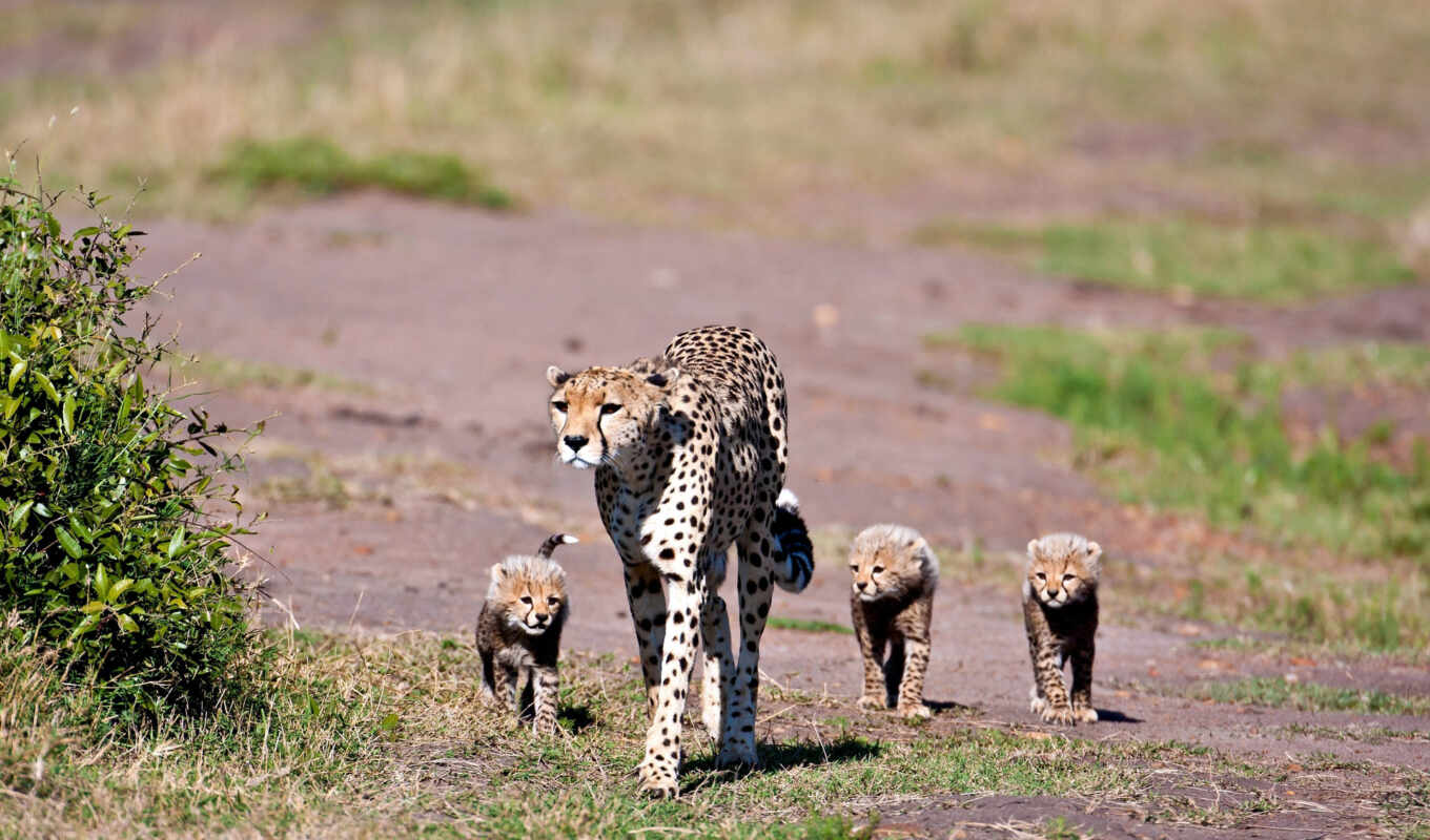 прогулка, леопард, animal, гепард, семья