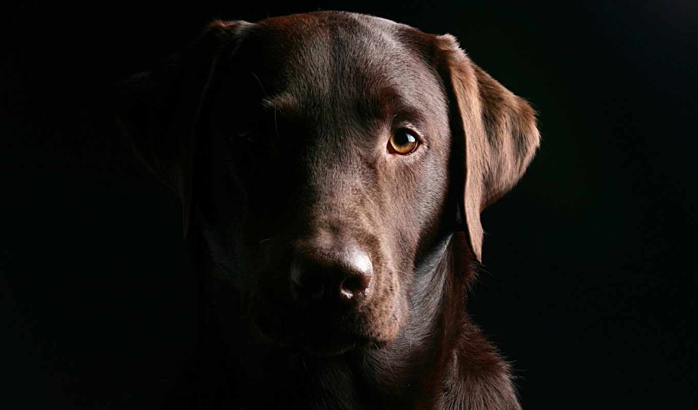 black, dog, brown, Labrador, different, zhivotnye