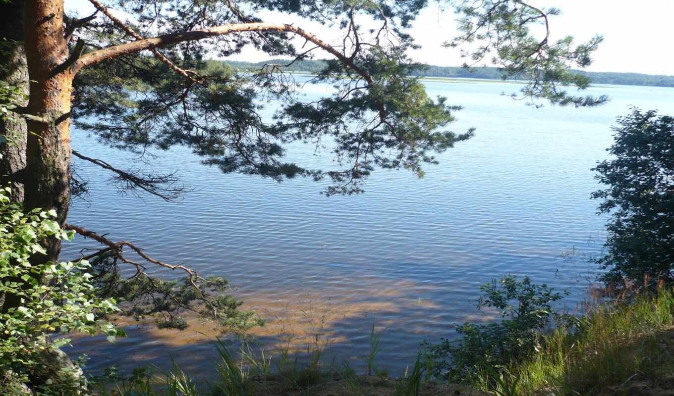 lake, nature, there is, lakes, tselikomv, pine trees, rest, country, lipa, each