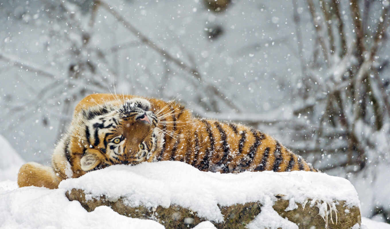 снег, winter, кот, большая, amur, хищник, тигр, тигры, zhivotnye