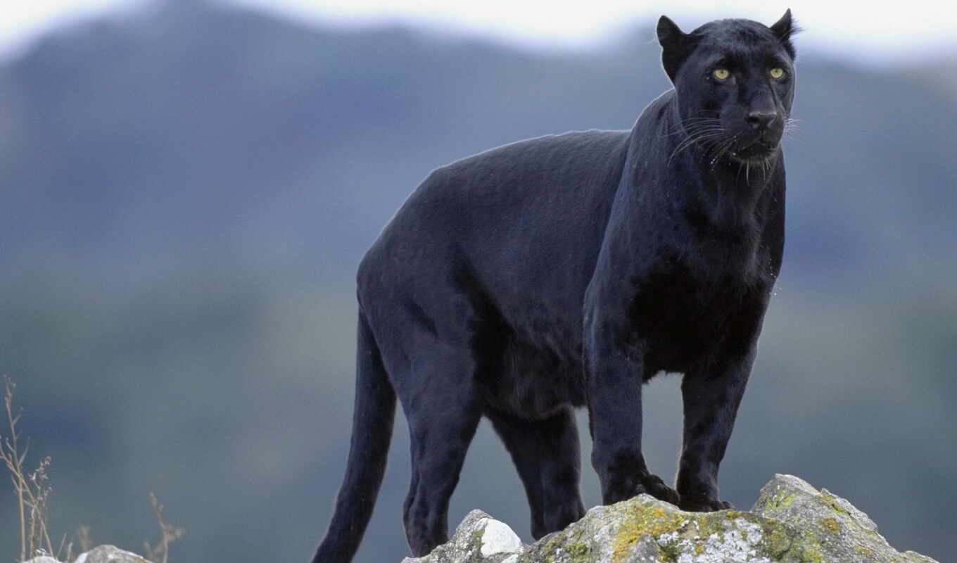 black, черная, кот, animal, pinterest, pin, panther, миро